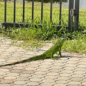 Meet your Posher, Avi